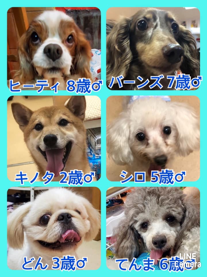 🐾今日の里親様募集中ワンコ🐶メンバーです🐾2020,9,8